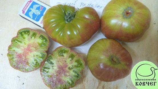 Дикий тимьян томат описание сорта фото Дикий тимьян томат описание сорта фото