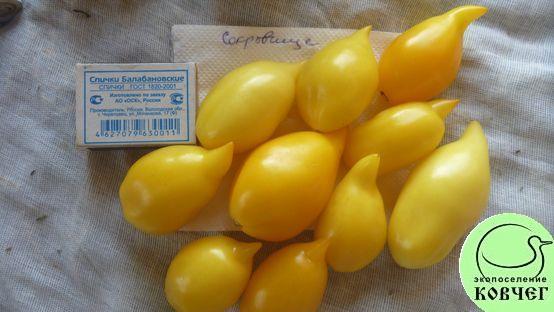 Томат Сокровище (Akmore Treasure)