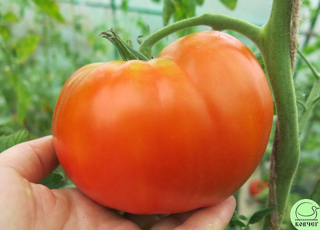 Томаты царские сорта фото отзывы Томаты царские сорта фото отзывы