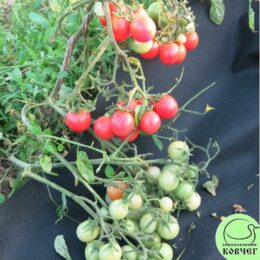 2025г. Семена томата ампельного Розовый жемчуг