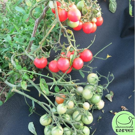 Ампельные Розовый жемчуг 3 2025г. Семена томата ампельного Розовый жемчуг