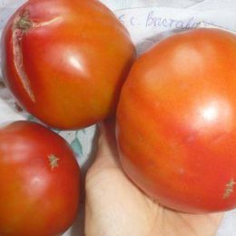 Семена томата Бычье сердце выставочное