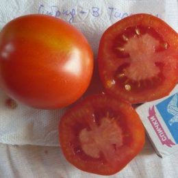 Семена томата Гибрид-3 Тарасенко