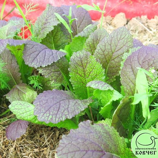 Горчица салатная Красная горка 1_1 2024г. Семена горчицы салатной Красная горка