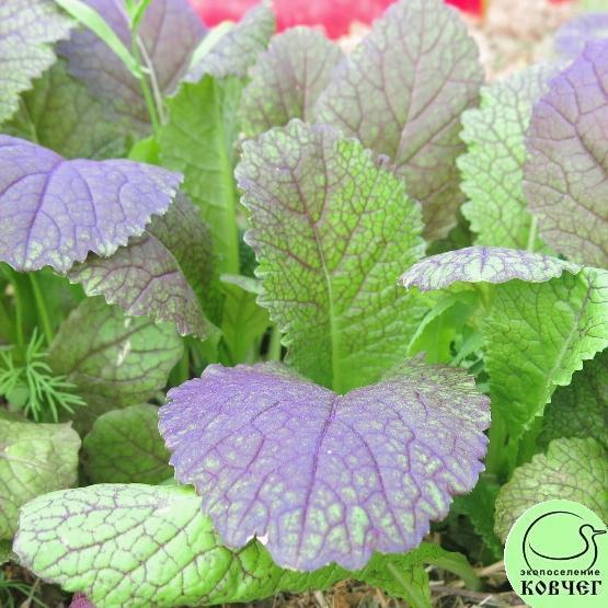 Горчица салатная Красная горка 2_1 2024г. Семена горчицы салатной Красная горка