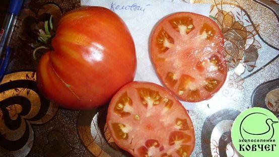Семена томата Коловый