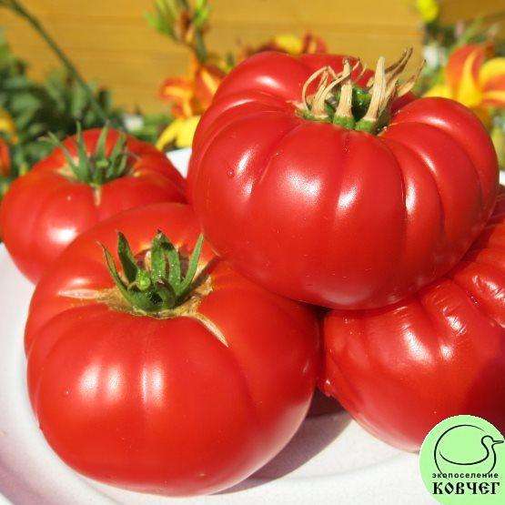 Корниловский 2 Семена томата Корниловский