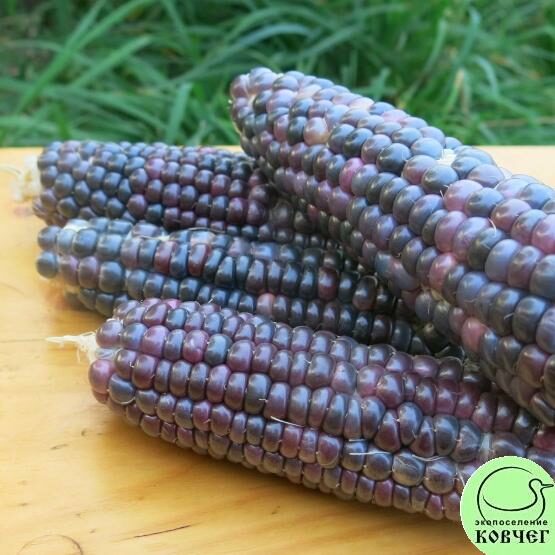 Семена кукурузы восковой Блэк Дакота