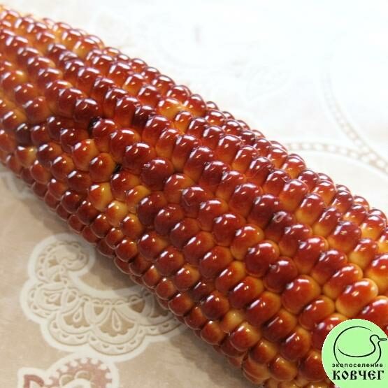 Семена кукурузы восковидной  Дабл ред (Double Red)