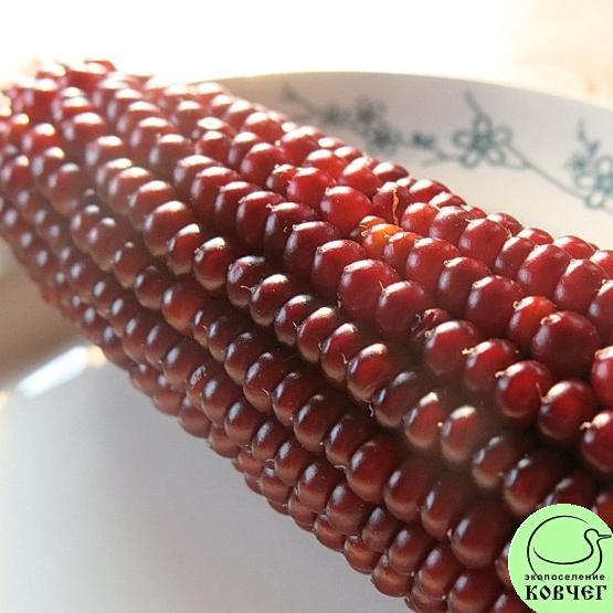 Кукуруза Дабл ред 2 Семена кукурузы восковидной  Дабл ред (Double Red)