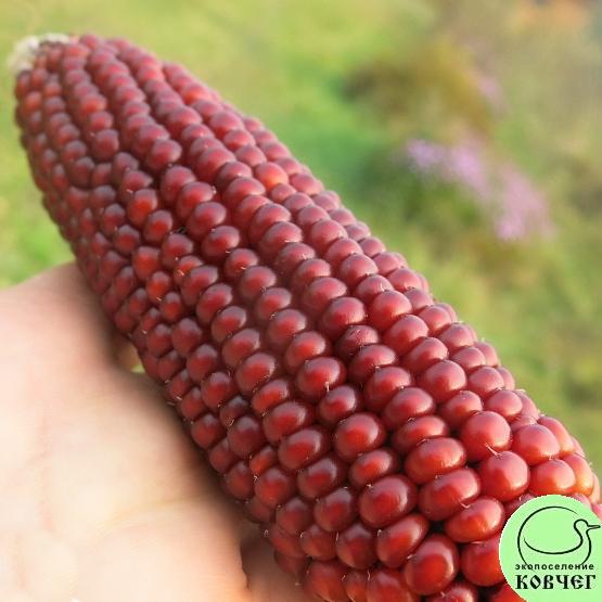 Кукуруза Дабл ред 3 Семена кукурузы восковидной  Дабл ред (Double Red)