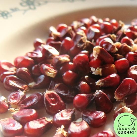 Кукуруза Дабл ред 4 Семена кукурузы восковидной  Дабл ред (Double Red)