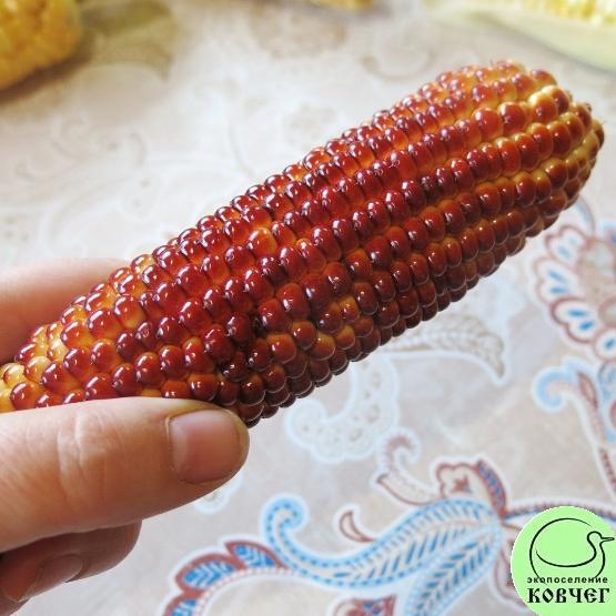 Кукуруза Дабл ред Семена кукурузы восковидной  Дабл ред (Double Red)