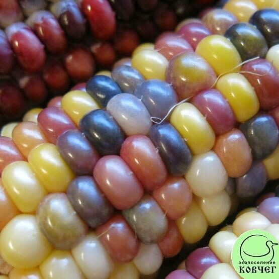 2023г. Семена кукурузы Лазаревская разноцветная