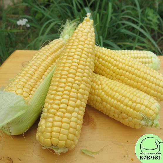 Кукуруза Тройная сладость4 2024г. Семена кукурузы сахарной Тройная сладость