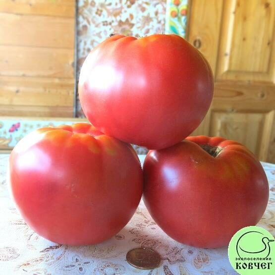 Семена томата Легендарная Сызранская розовая ранняя помидора