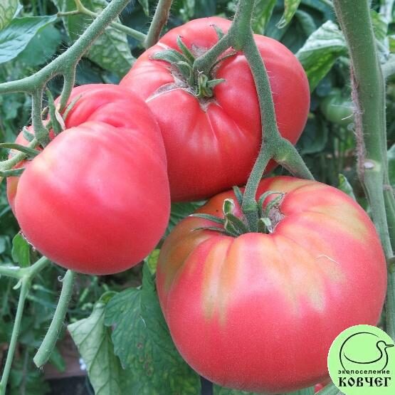2023г. Семена томата Легендарная Сызранская розовая ранняя помидора