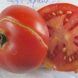 Семена томата Лида-Украинка