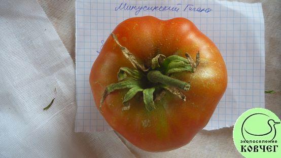 Семена томата Минусинский гигант