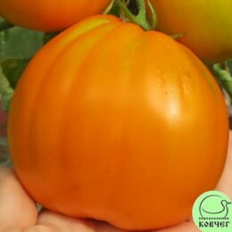 Семена томата Оранжевый из Лопатино (от Юли)