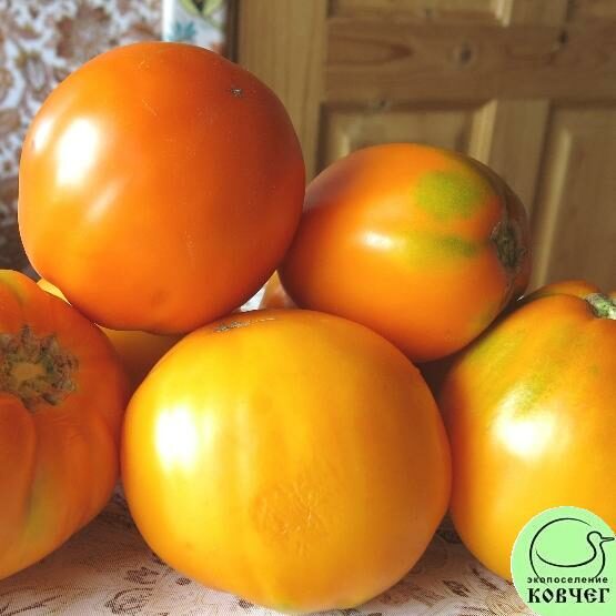 Семена томата Оранжевый из Лопатино (от Юли)
