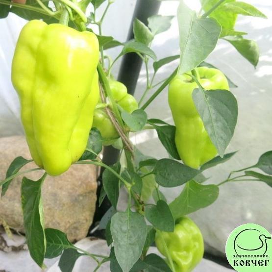 Перец Вельможа жёлтый (16) 2022г. Семена перца сладкого Вельможа жёлтый