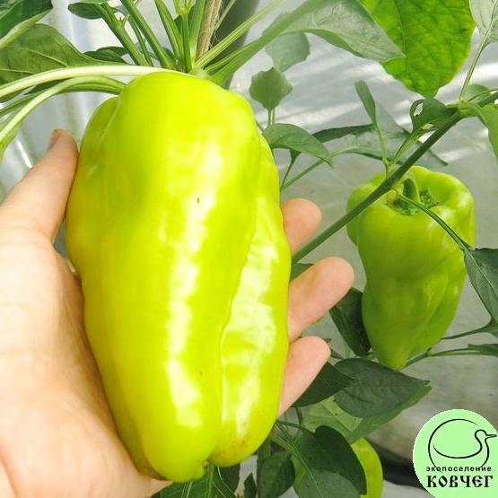 Перец Вельможа жёлтый (17) 2022г. Семена перца сладкого Вельможа жёлтый