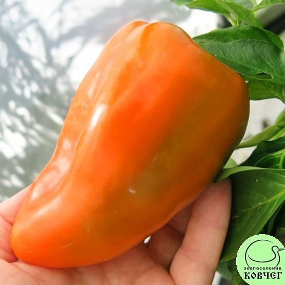 Перец Оранжевый от мамы (13) 2021г. Семена перца сладкого Оранжевый от мамы