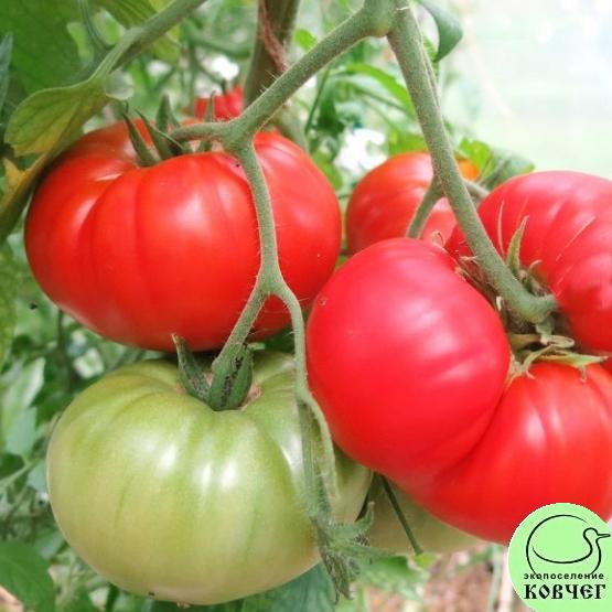 Томат 10 Корниловский (5) Семена томата Корниловский