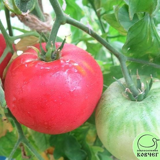 Томат 11 Колхозная королева (12) 2023г. Семена томата Колхозная королева