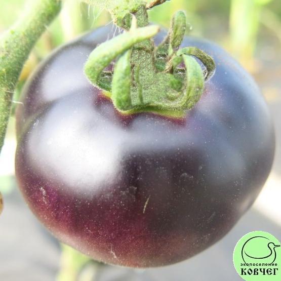 Томат 39 Бест синай (2) 2024г. Семена томата Бэст синий