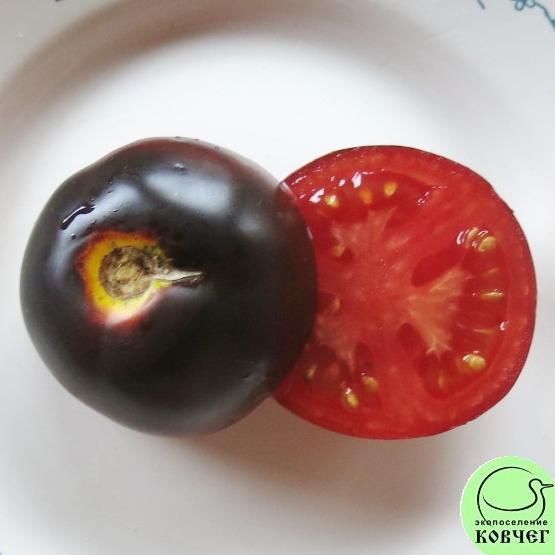 Томат 39 Бест синий 4 2024г. Семена томата Бэст синий