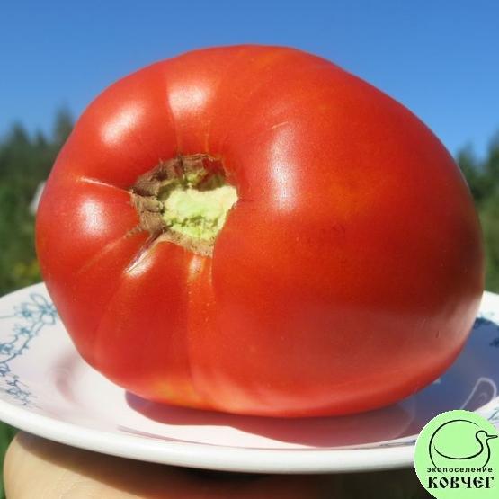 Томат 5 Гигант сахарный 1 2023г. Семена томата Гигант сахарный