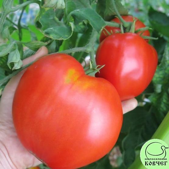 Томат 5 Гигант сахарный (6) 2023г. Семена томата Гигант сахарный