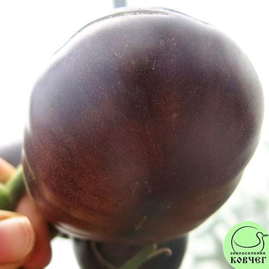 Томат 50 Аметист (3) 2024г. Семена томата Аметист