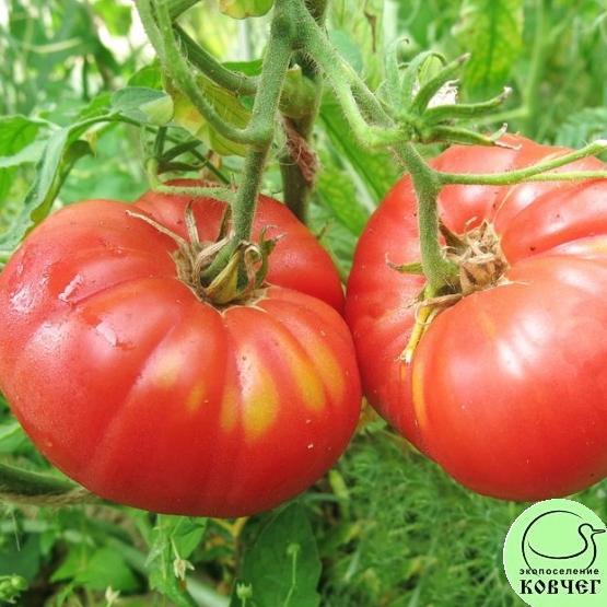 Томат 58 Академик Сахаров (5) Семена томата Академик Сахаров
