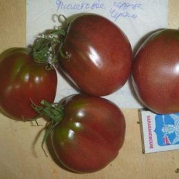 Семена томата Фиолетовое сердце Чероки