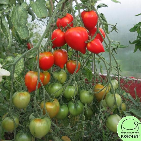 Юбилейный Тарасенко 2022г. Семена томата Юбилейный Тарасенко