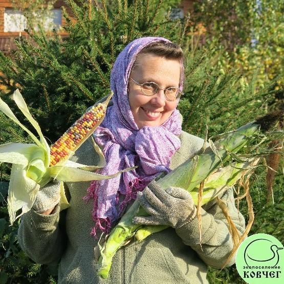 индейская разноцветная2 2023г. Семена кукурузы Индейская разноцветная