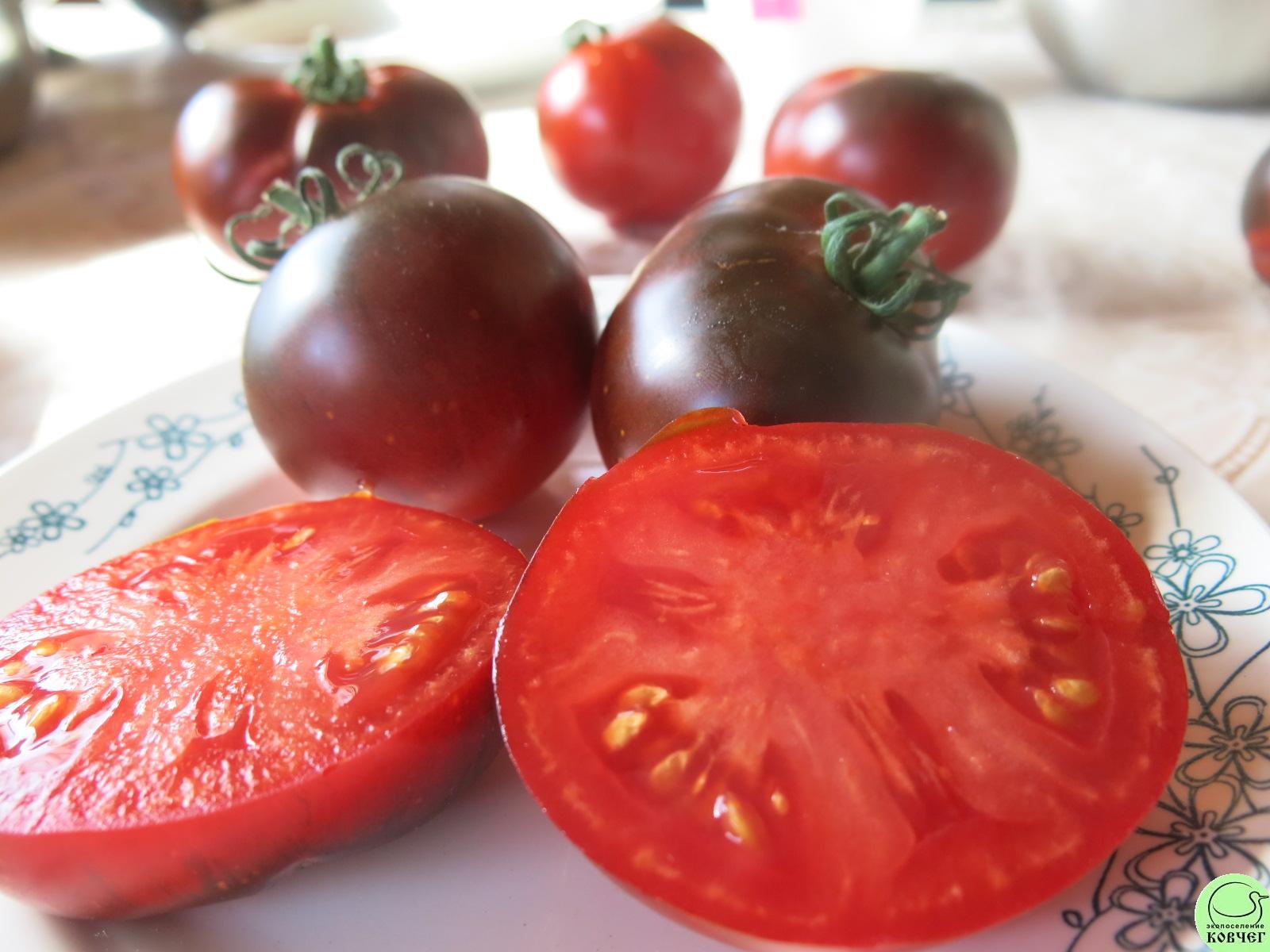 53 Бест синий (7) 2024г. Семена томата Бэст синий