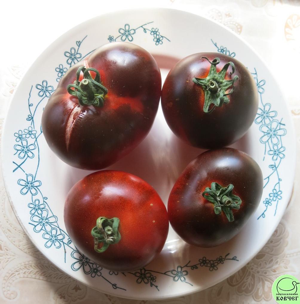 53 Бест синий 2024г. Семена томата Бэст синий