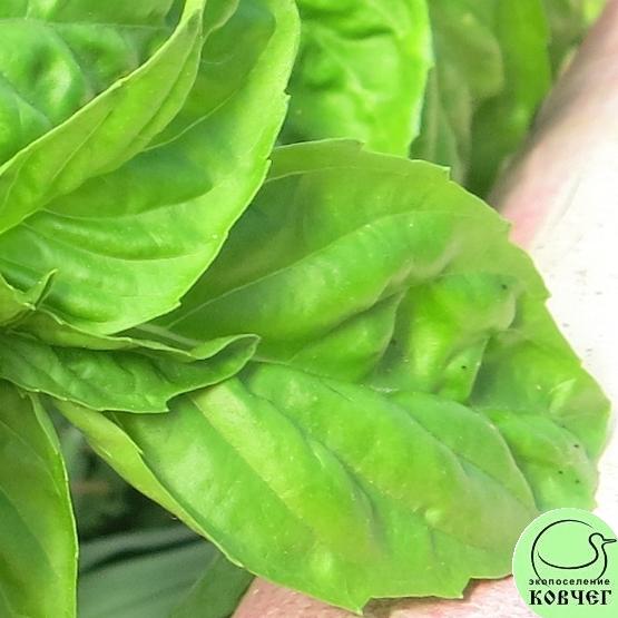 Базилик Искуситель 2024г. Семена базилика Искуситель