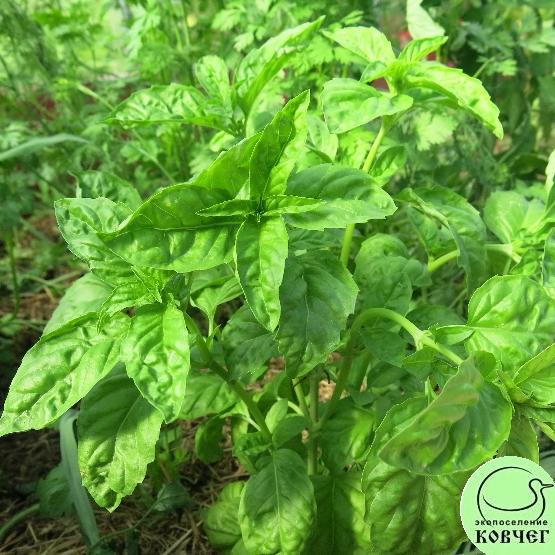 Базилик Искуситель2 2024г. Семена базилика Искуситель
