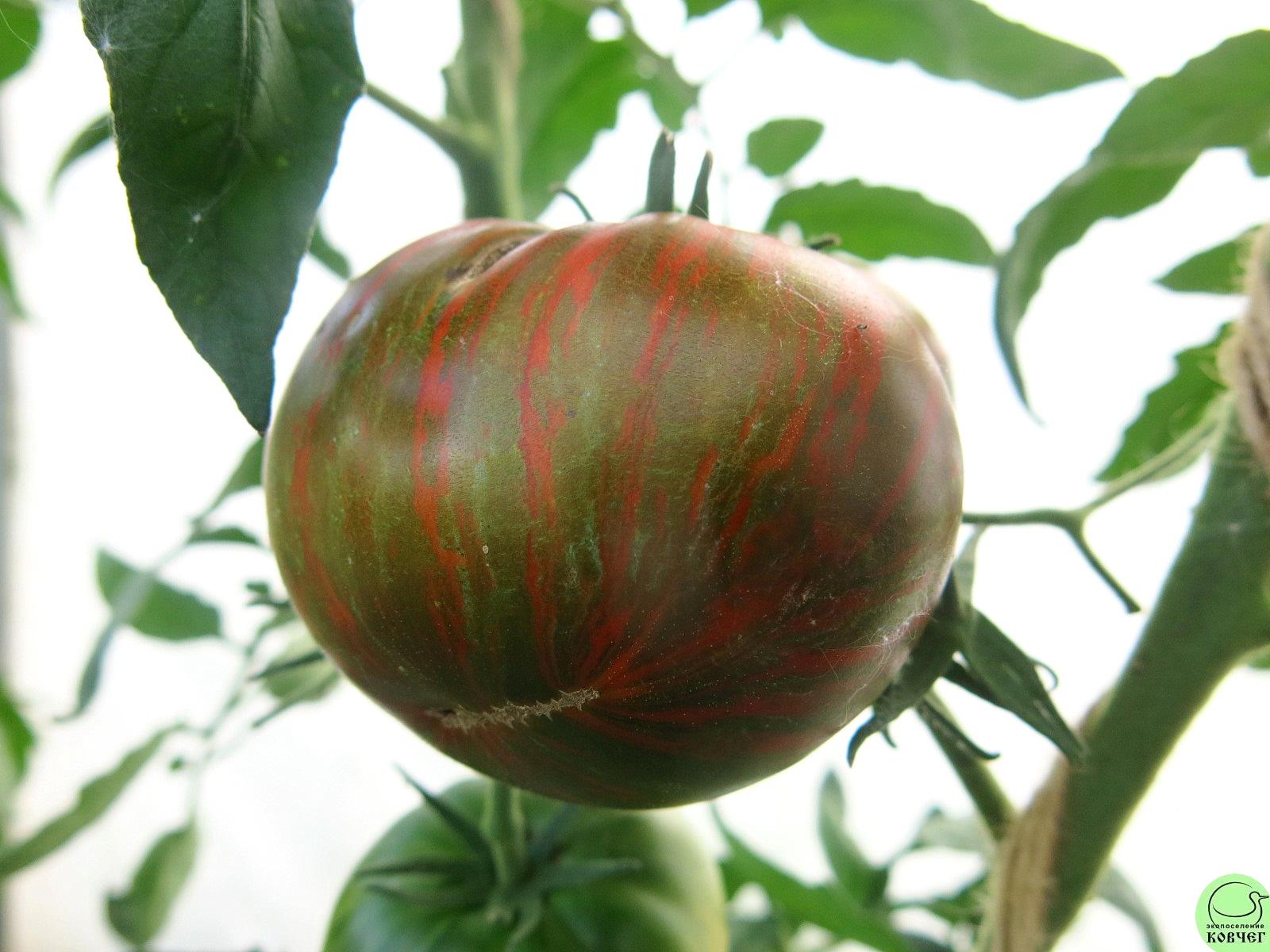 1 Шоколад страйпс (15) 2023г. Семена томата Шоколад Страйпс