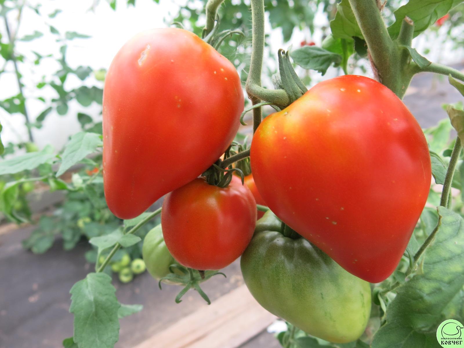 40 Марглобе (4) 2024г. Семена томата Марглоб