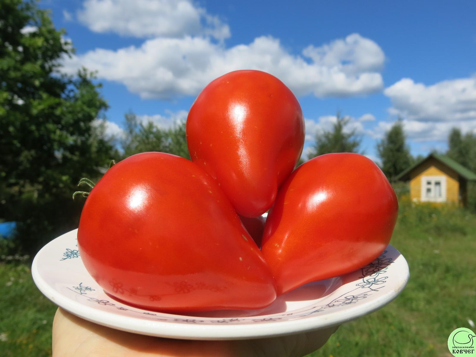 40 Марглобе (9) 2024г. Семена томата Марглоб