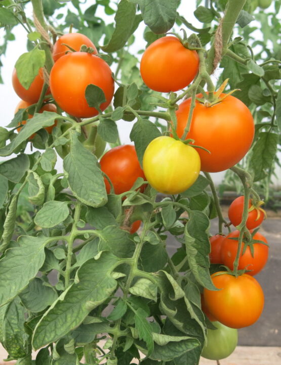 2018г. Семена томата Сосед оранжевый