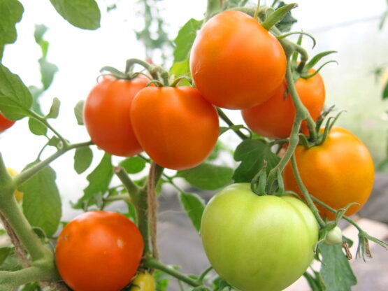 Семена томата Сосед оранжевый