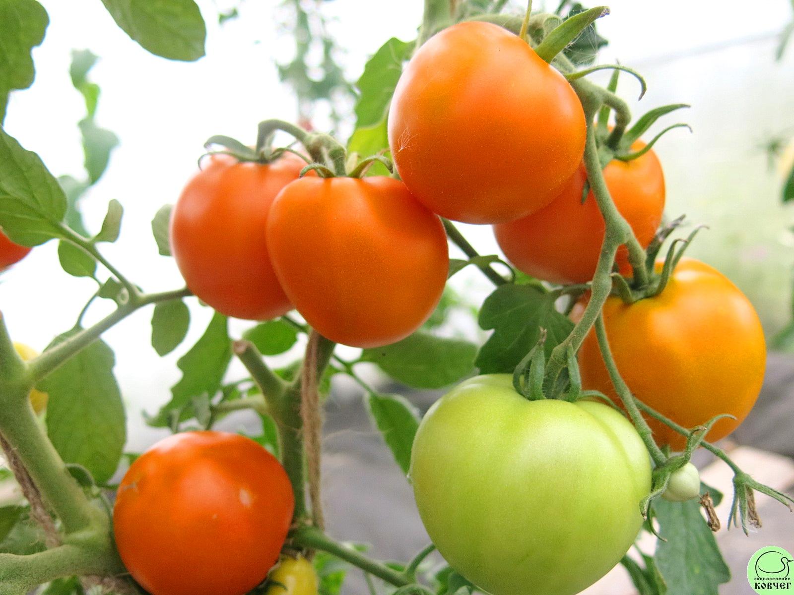 46 Сосед оранжевый (16) 2024г. Семена томата Сосед оранжевый