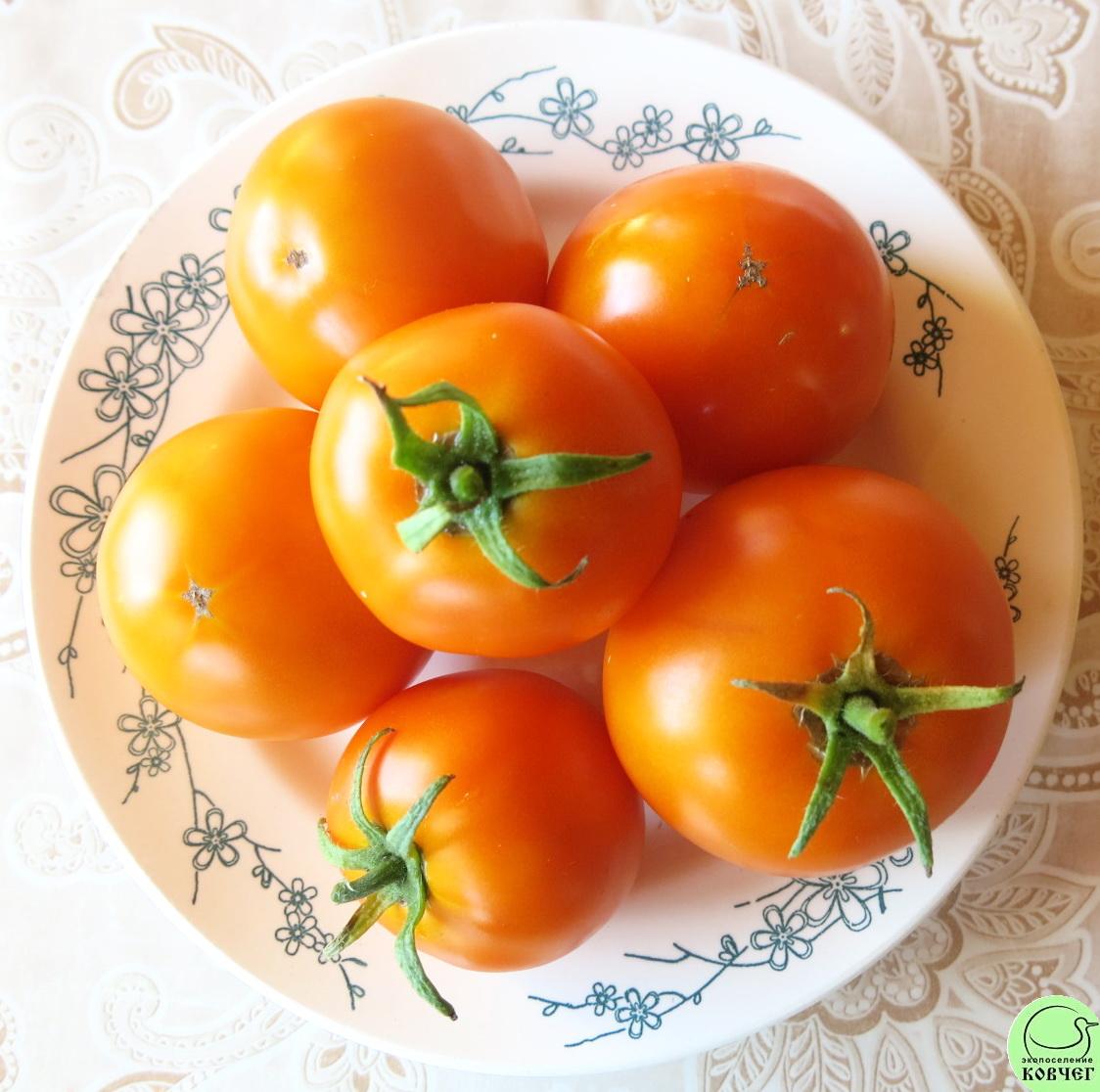 46 Сосед оранжевый (18) 2024г. Семена томата Сосед оранжевый